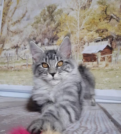 Maine Coon