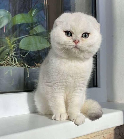Scottish Fold