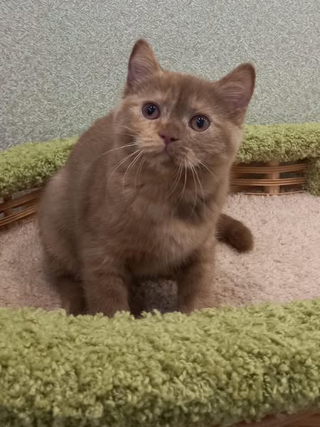 British Shorthair