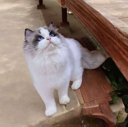 Ragdoll