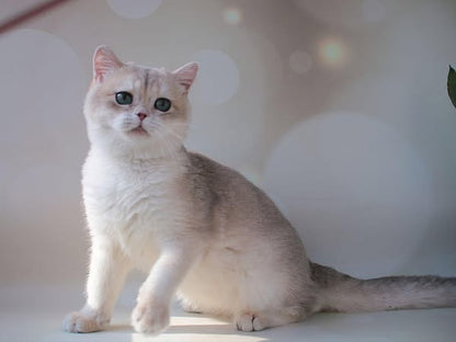 British Shorthair
