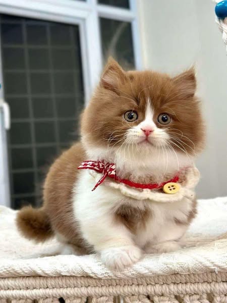 Munchkin Longhair