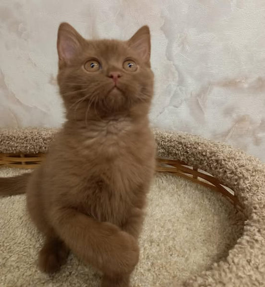 British Shorthair