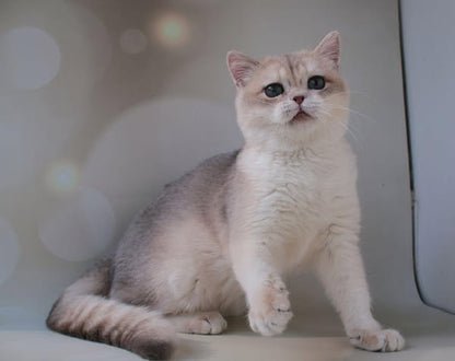 British Shorthair