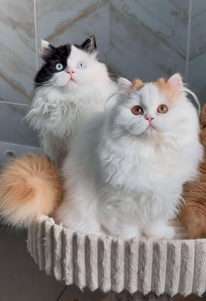 British Longhair