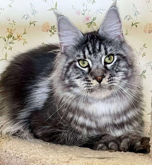 Maine Coon