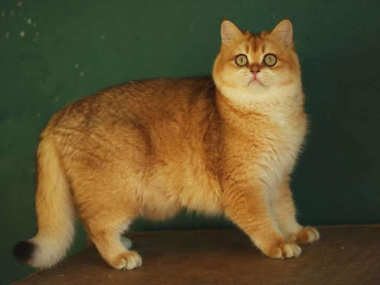 British Shorthair