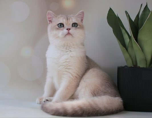 British Shorthair