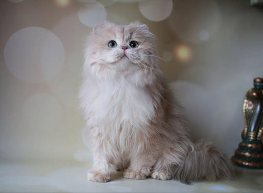 British Longhair