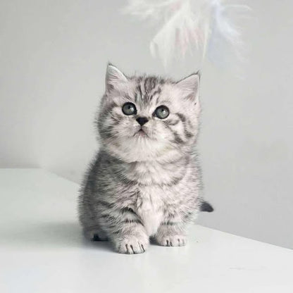 Munchkin