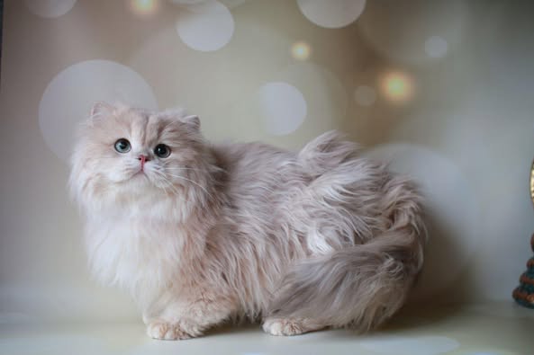 British Longhair