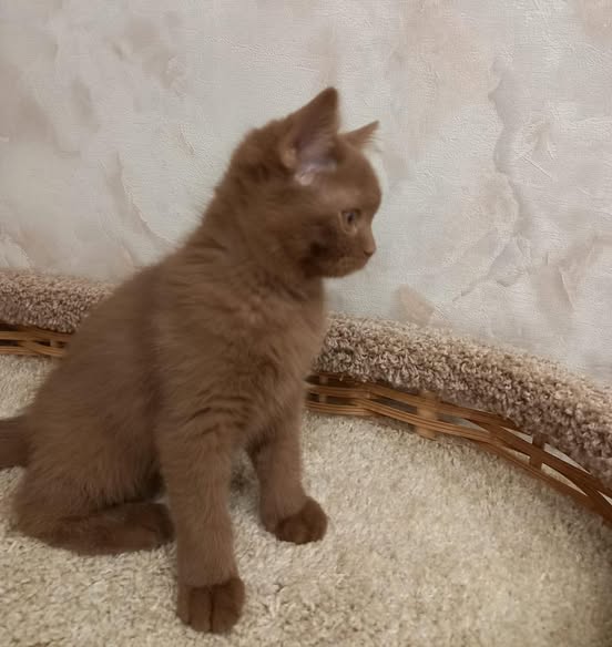 British Shorthair