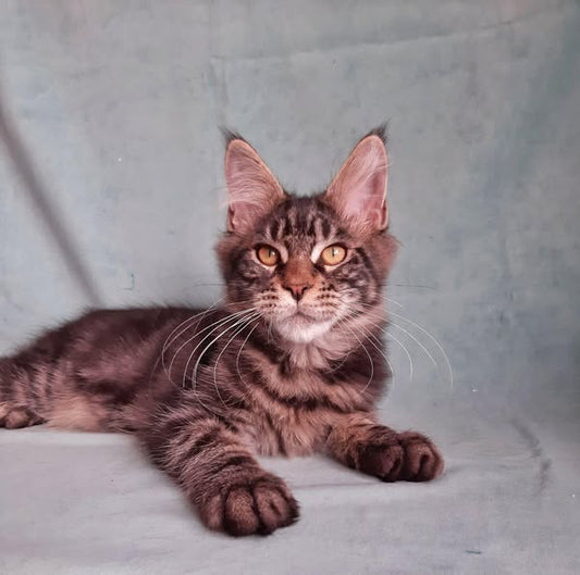Maine Coon