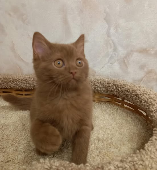 British Shorthair