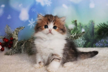 British Longhair