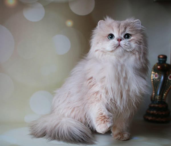 British Longhair