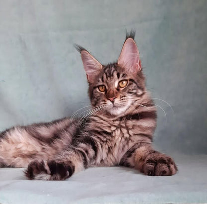 Maine Coon