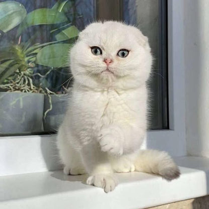 Scottish Fold