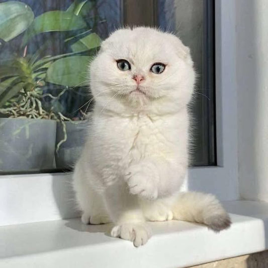 Scottish Fold