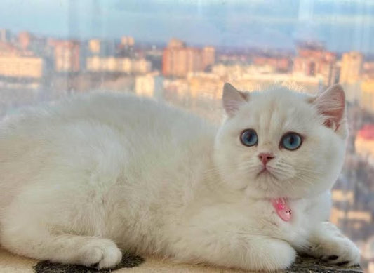 British Shorthair