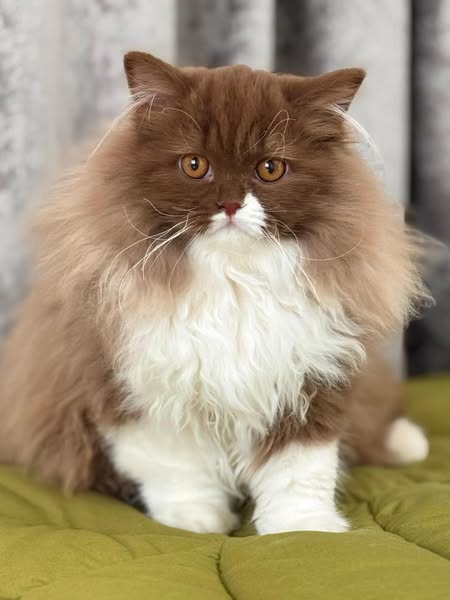 British Longhair