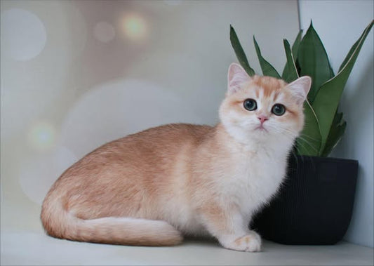 British Shorthair