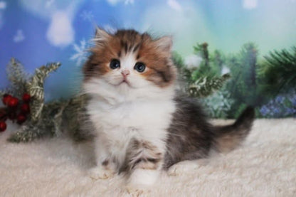 British Longhair