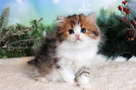 British Longhair