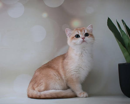 British Shorthair