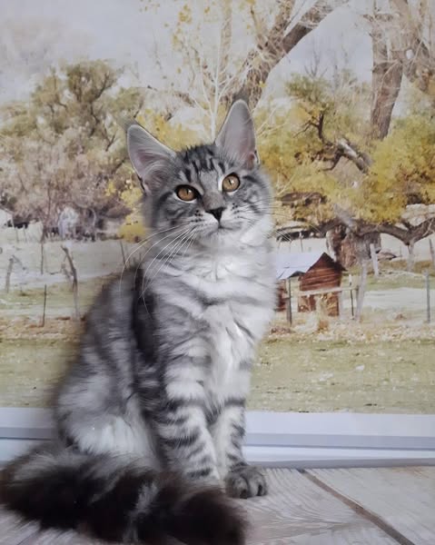 Maine Coon