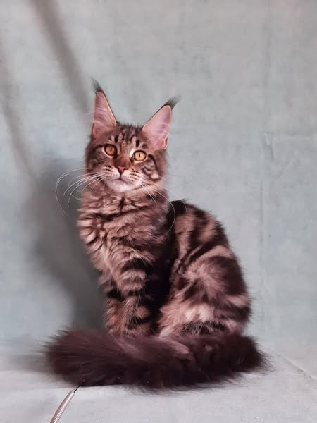 Maine Coon
