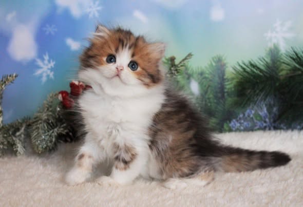 British Longhair