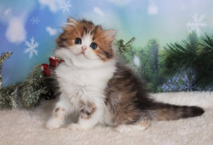 British Longhair