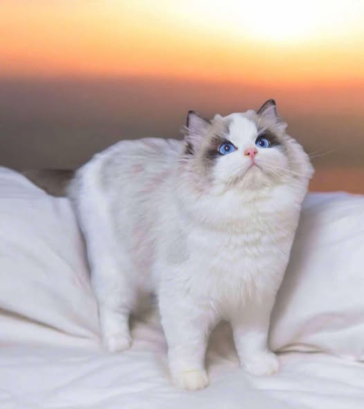 Ragdoll