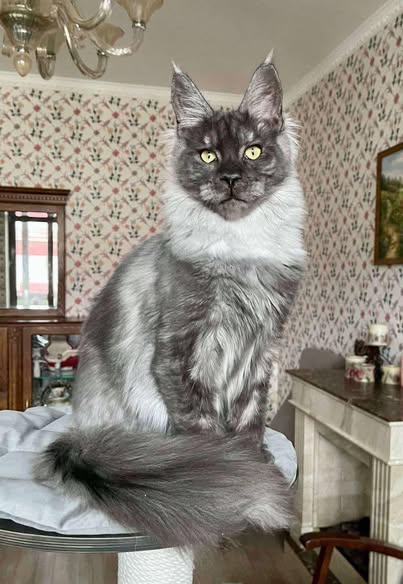 Maine Coon