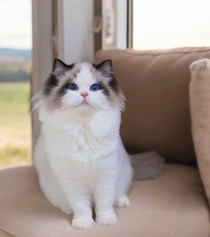 Ragdoll