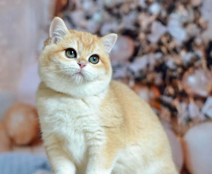 British Shorthair
