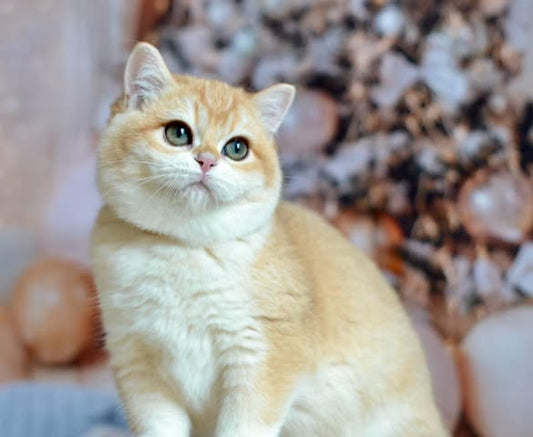 British Shorthair