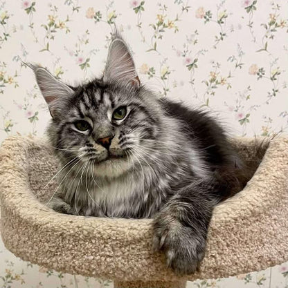 Maine Coon