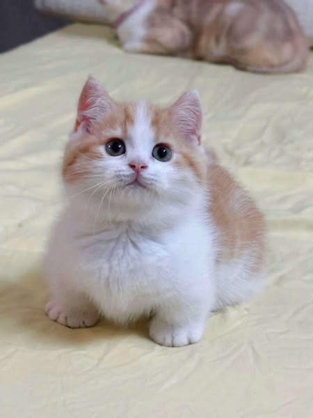 Munchkin