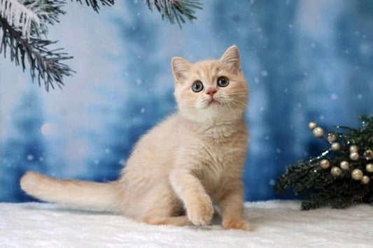 British Shorthair