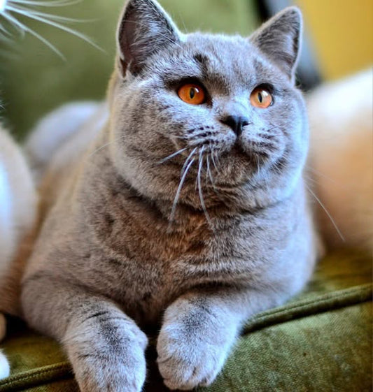 British Shorthair
