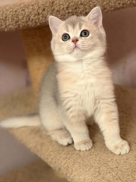 British Shorthair