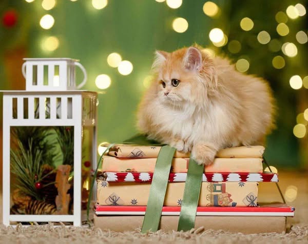British Longhair