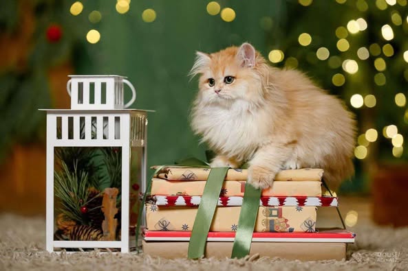 British Longhair