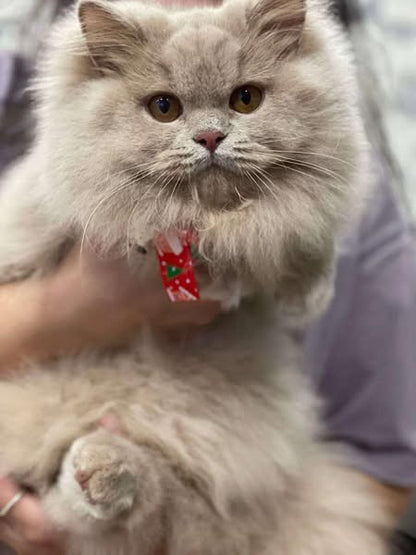 British Longhair