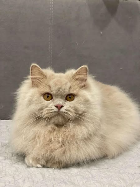 British Longhair