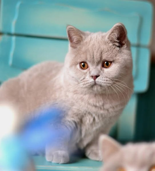 British Shorthair