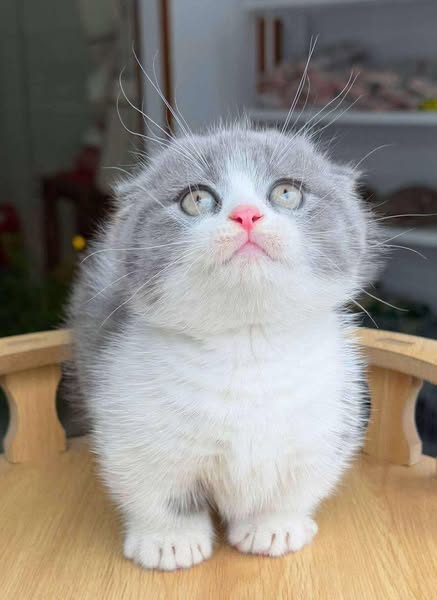 Munchkin Longhair