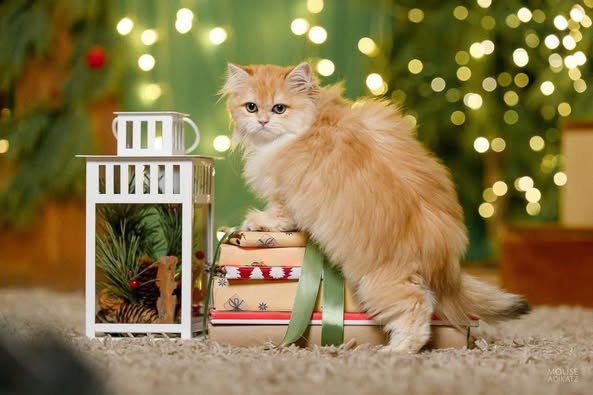 British Longhair